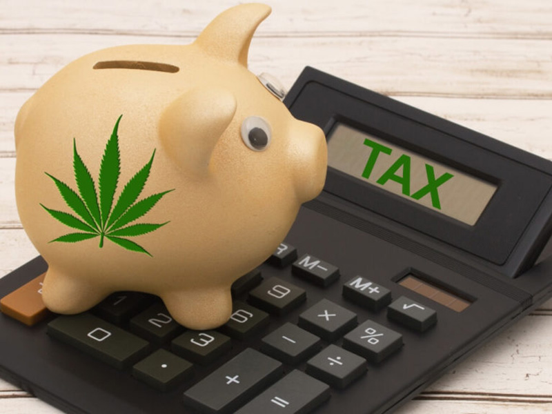 Illustration of a pig with a cannabis leaf on its side standing on a manual calulator displaying the word Tax in the MJ Biz article by Thomas Andersen August 20, 202